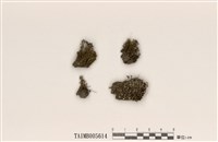 藏品(石蕊屬)的圖片